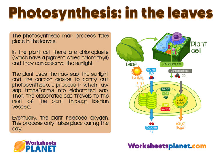 Photosynthesis And Plant Nutrition Science Resource