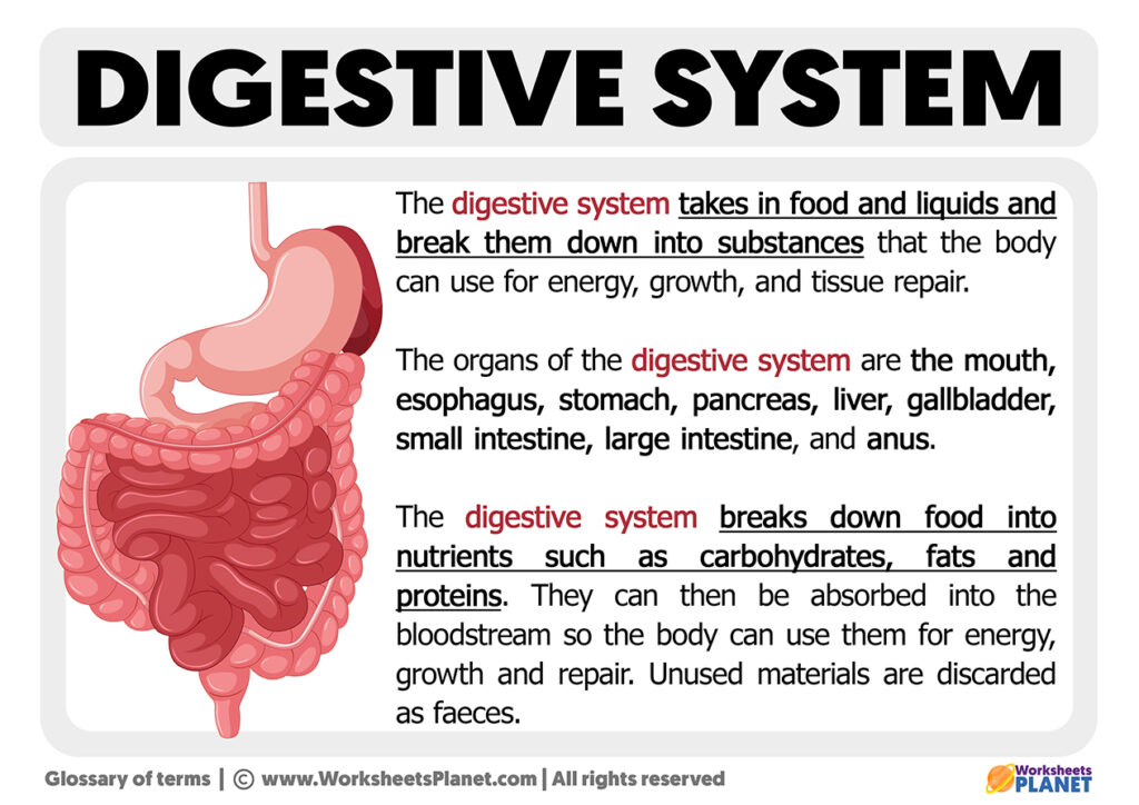 What Is Digestive System Definition