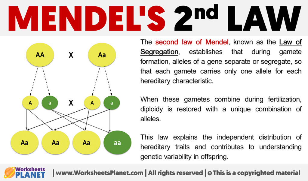 Mendel S Second Law Law Of Segregation