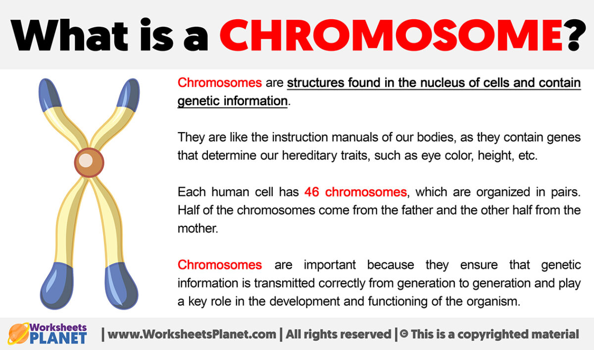 What Is A Chromosome Definition Of Chromosome