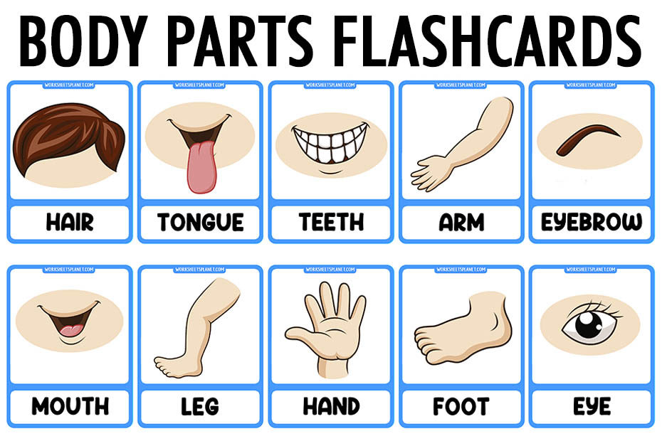 Free body parts flashcards printables bingo sheets for kids