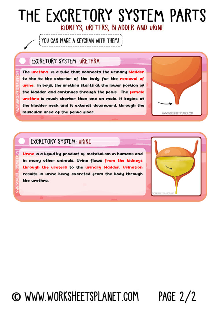 excretory-system-for-kids-diagram-theory-vocabulary