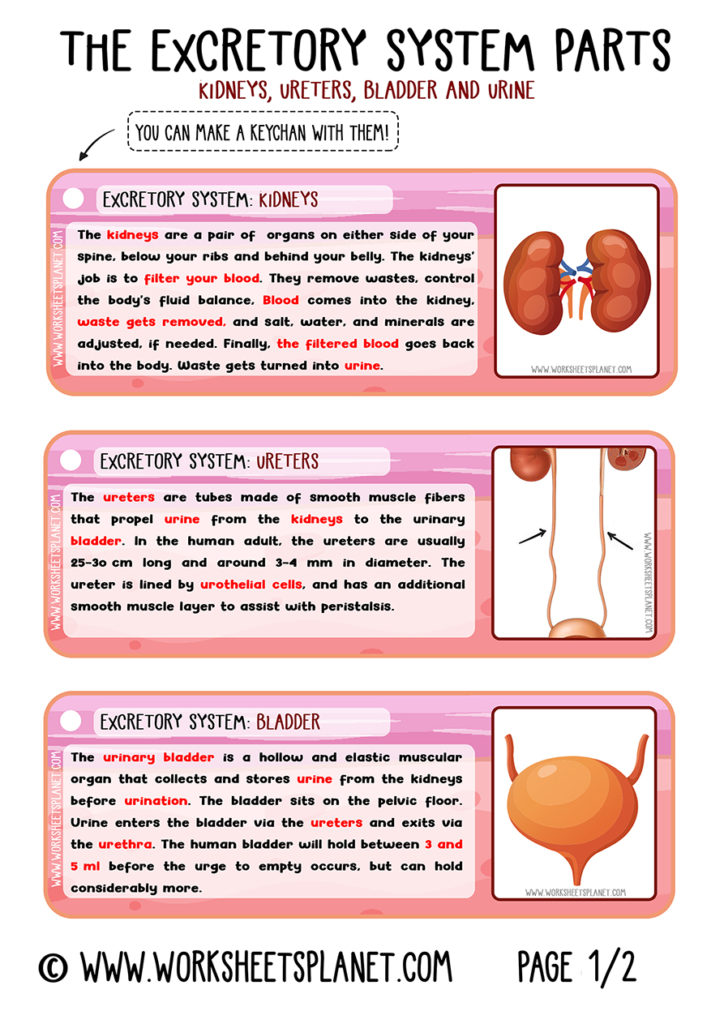 excretory-system-for-kids-diagram-theory-vocabulary