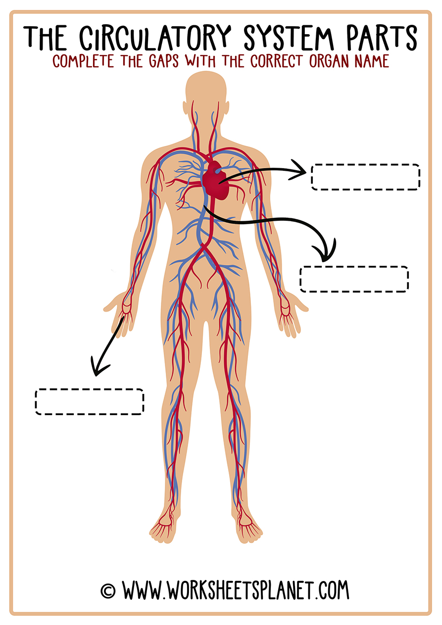 circulatory-system-for-kids-diagram-theory-vocabulary