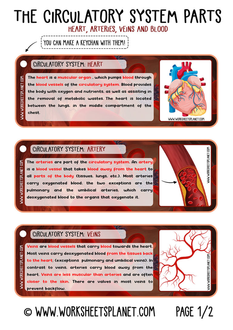 Circulatory System For Kids (diagram + Theory + Vocabulary)