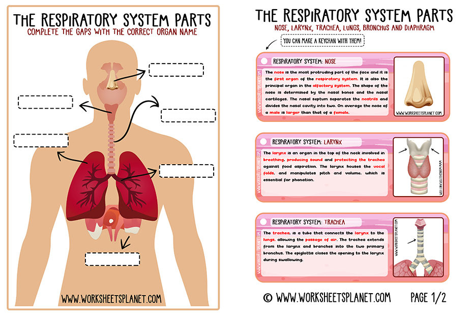 human respiratory system for kids