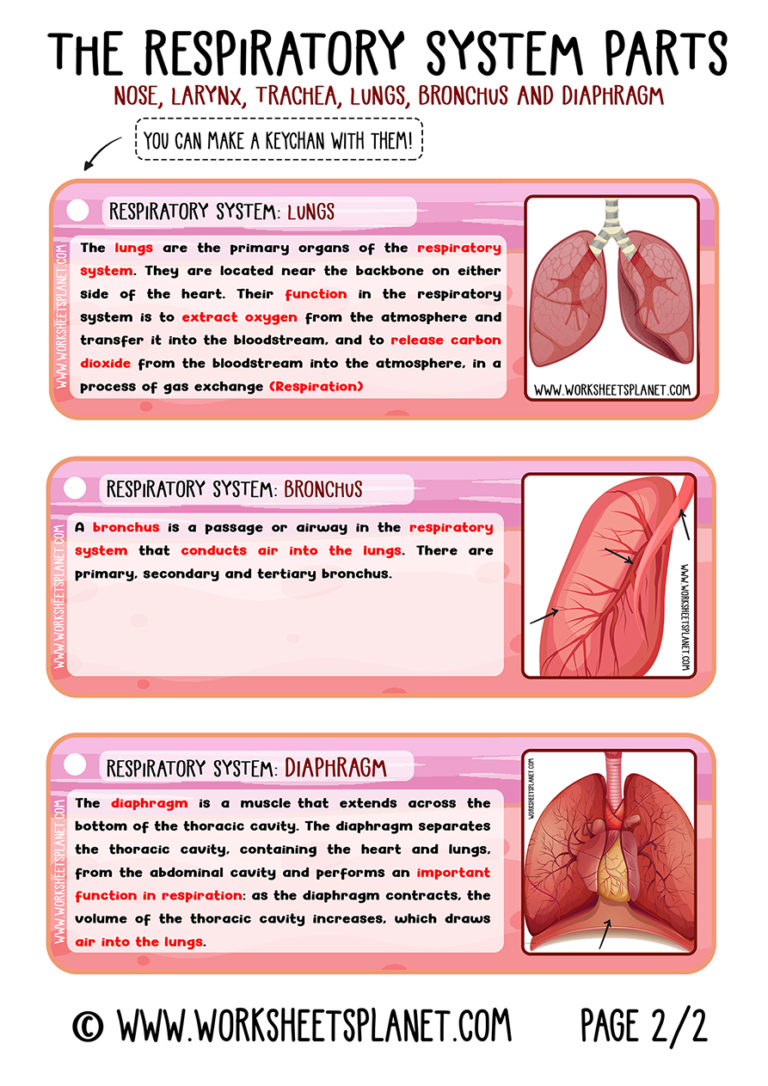 Respiratory System Worksheets For Kids