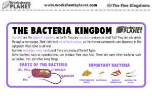 The Bacteria Kingdom For Kids