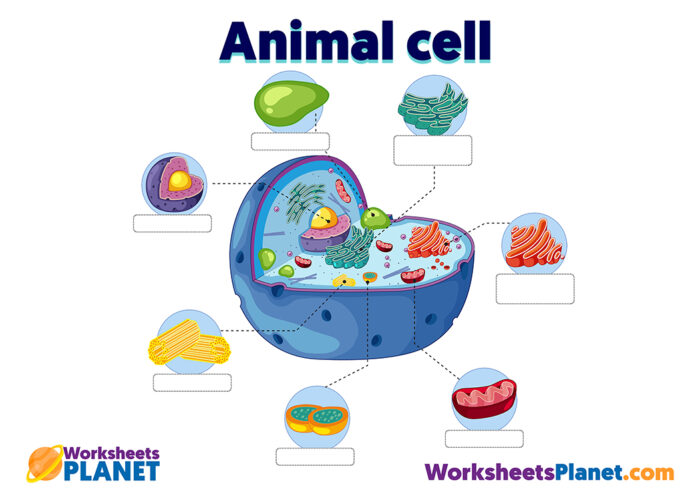 Animal Cell and Plant Cell | Primary Kids Science Resources