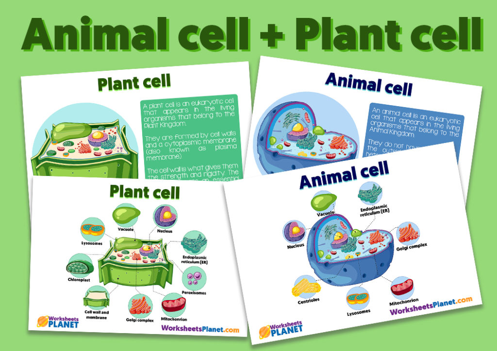 Animal Cell Plant Cell Activities