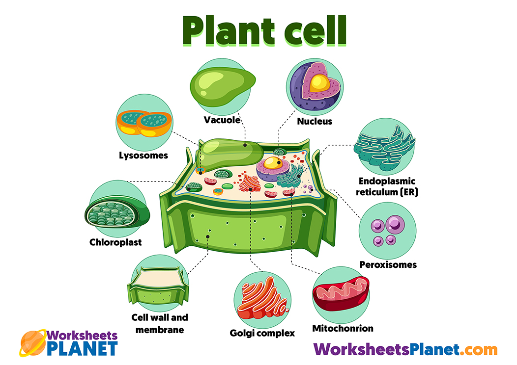 plant cells for kids science