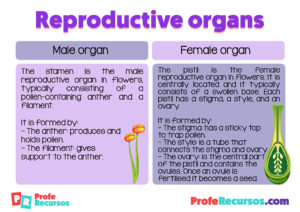 Parts Of A Flower And Their Functions