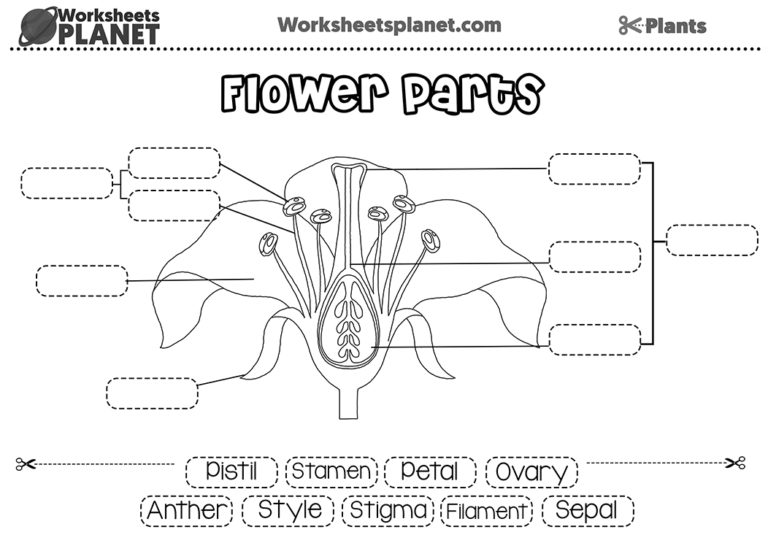 Parts of a Flower and Reproductive Organs | Science Resource