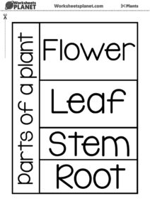 Parts Of A Plant Worksheet