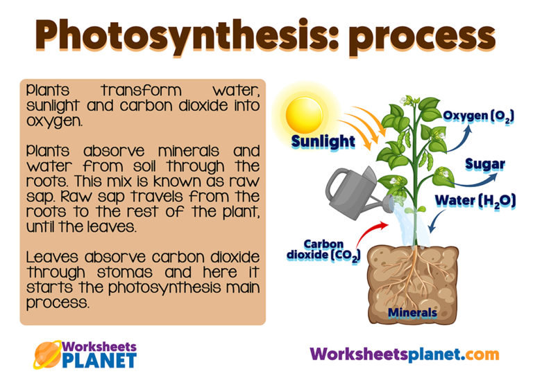 Photosynthesis For Kids 768x543 