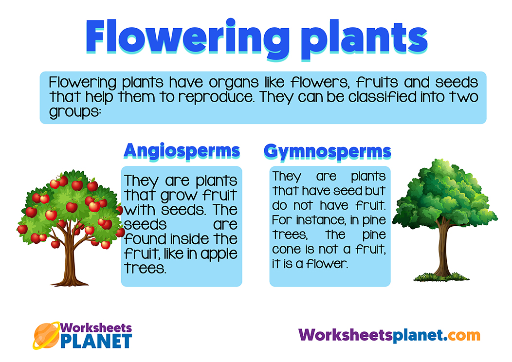 plant classification worksheet