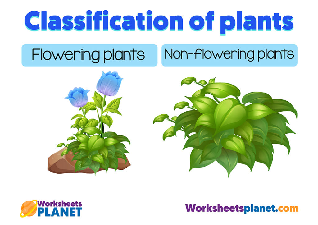 Classification Of Plants Science Resource For Primary Kids