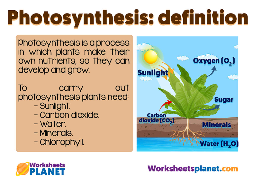 Photosynthesis and Plant Nutrition | Science Resource