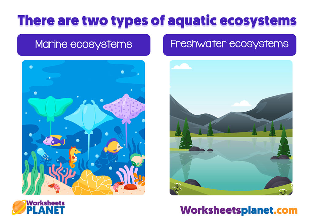Aquatic Ecosystems for Kids Science Teachers Resources
