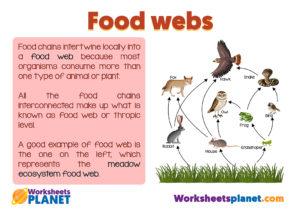 Food Web For Kids