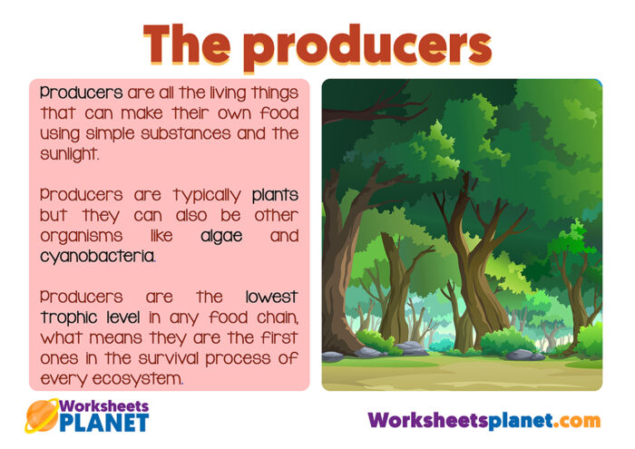 producers-in-the-food-chain