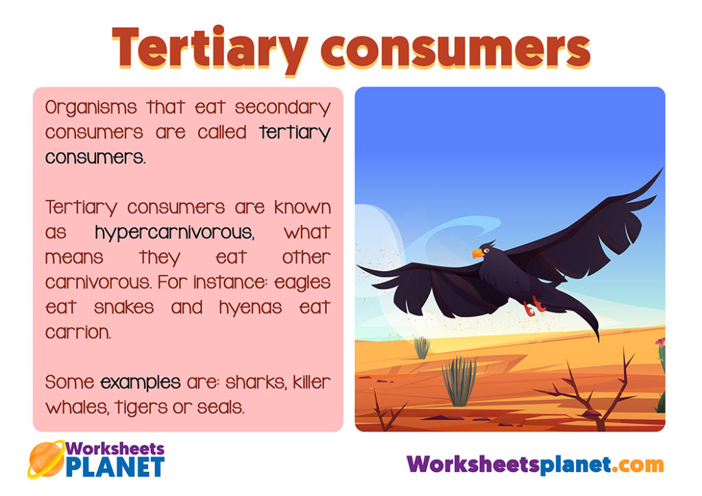 tertiary-consumers-in-the-food-chain