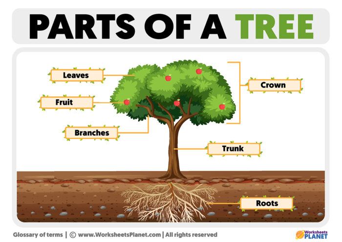 Parts of a Tree