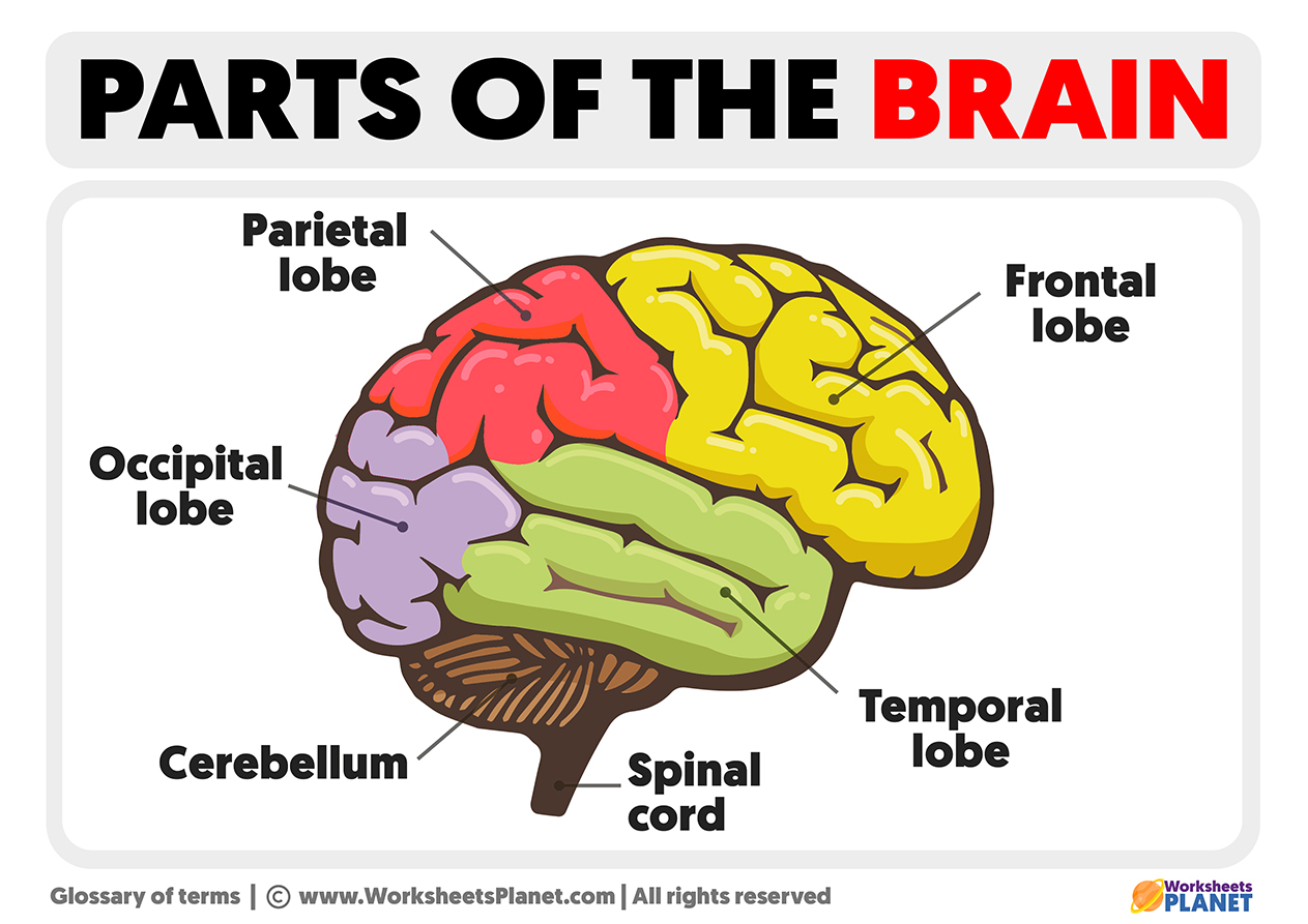 parts of the left side of the brain