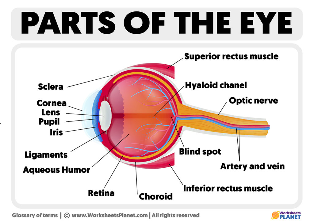 parts-of-the-eye