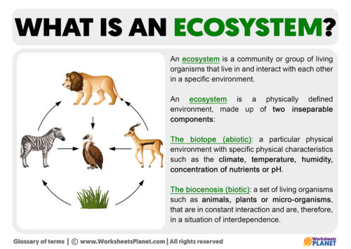 What is an Ecosystem?