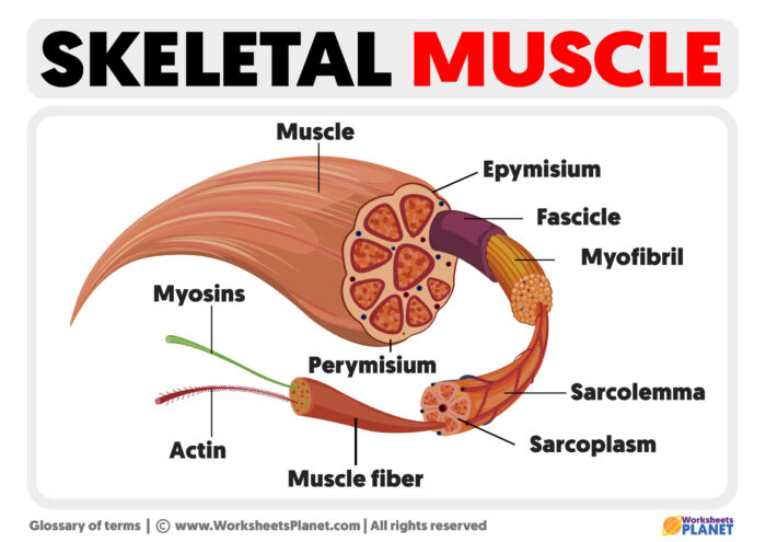 Skeletal Muscle