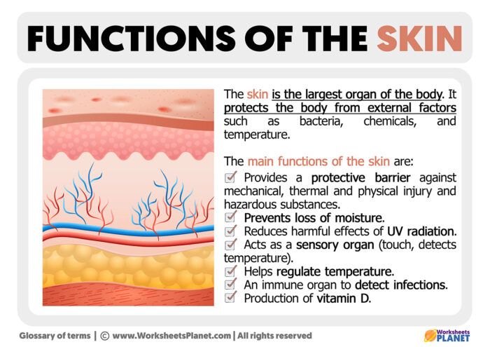 functions-of-the-skin