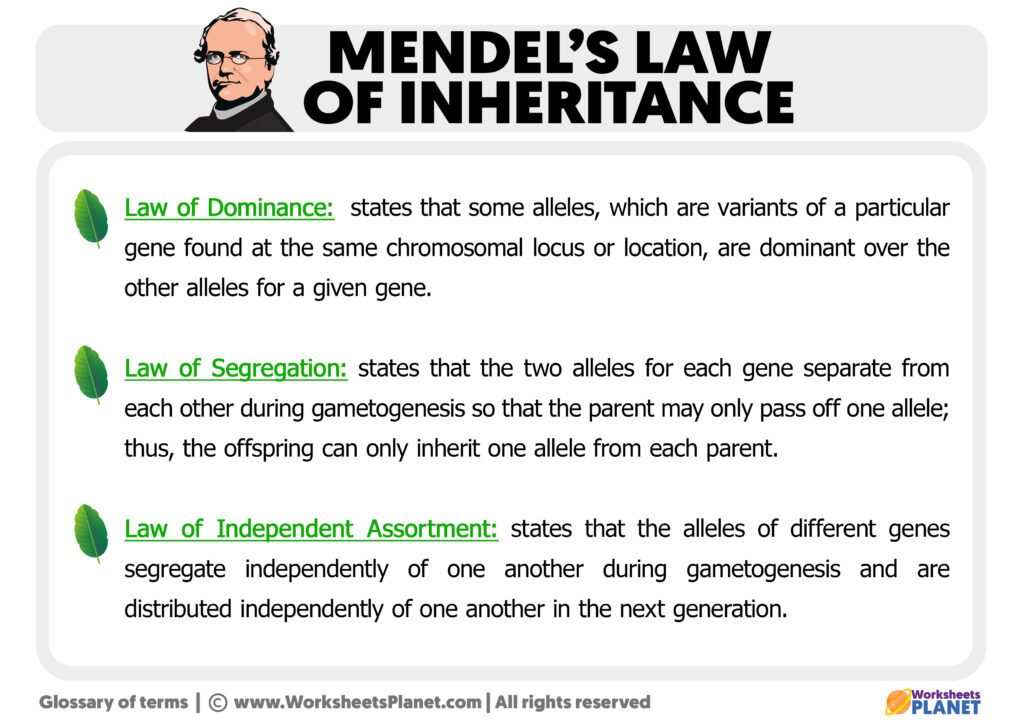 mendel's law assignment pdf