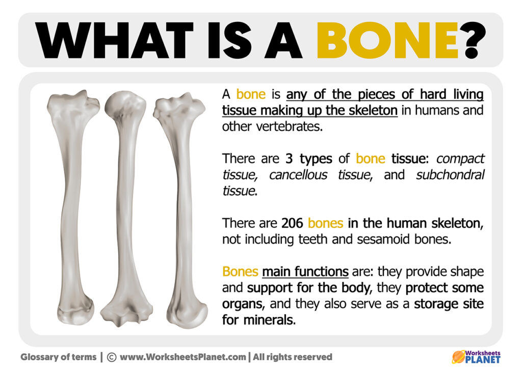 what-is-a-bone-definition-of-bone