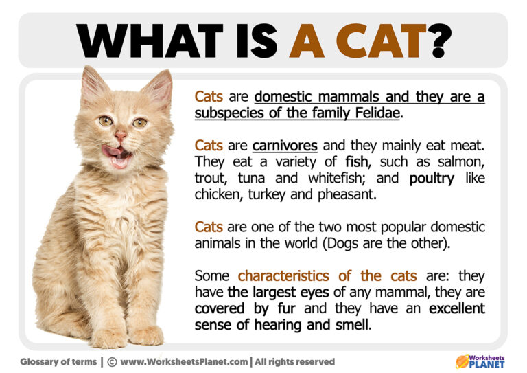 What is a Cat Definition of Cat