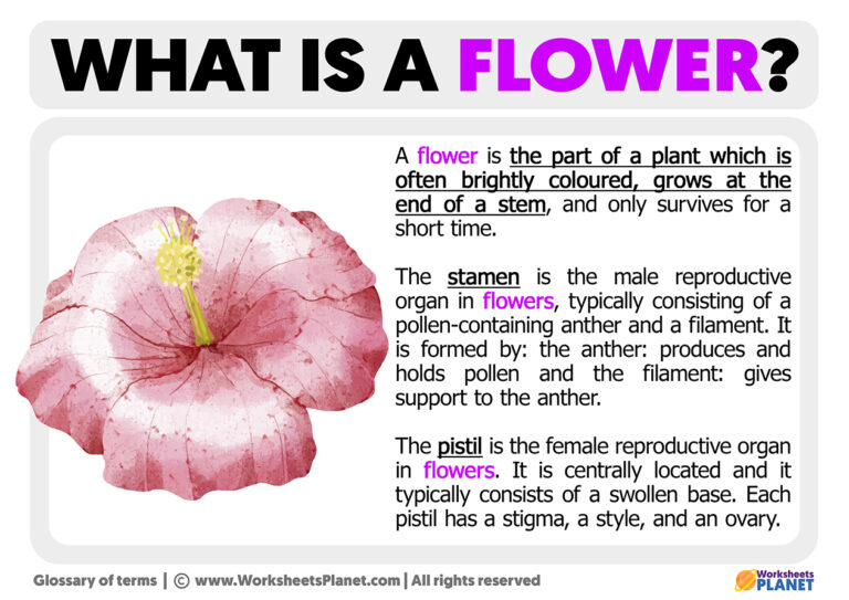 what-is-a-flower-definition-of-flower