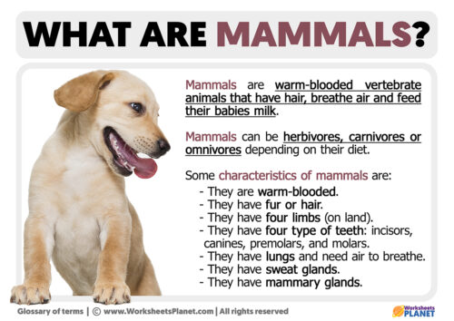 What is a Mammal | Definition of Mammal