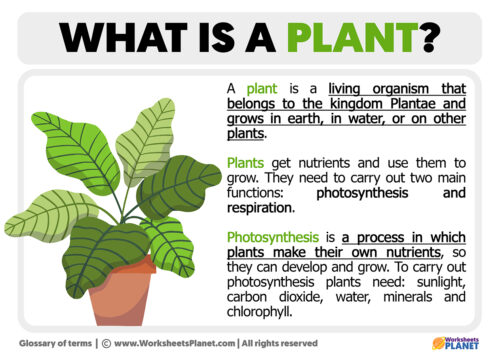 what is the definition of business plant