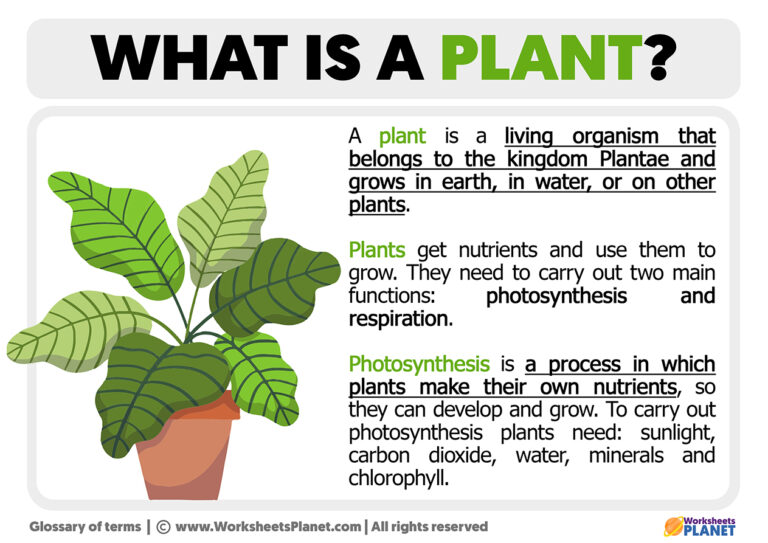 What Is A Plant Definition Of Plant