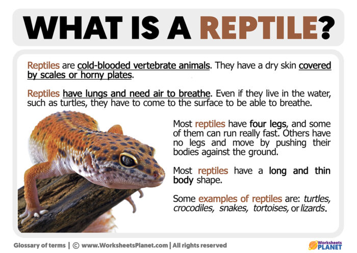 What is a Reptile | Definition of Reptile