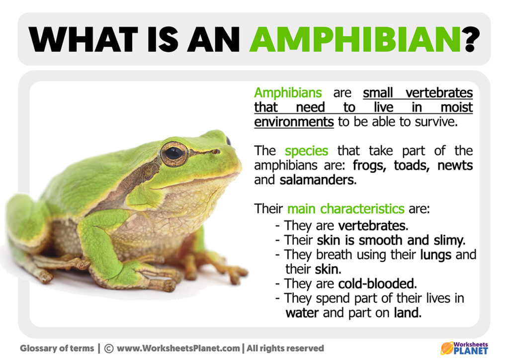 What is an Amphibian Definition of Amphibian