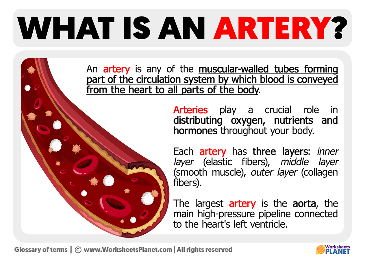 What is an Artery | Definition of Artery