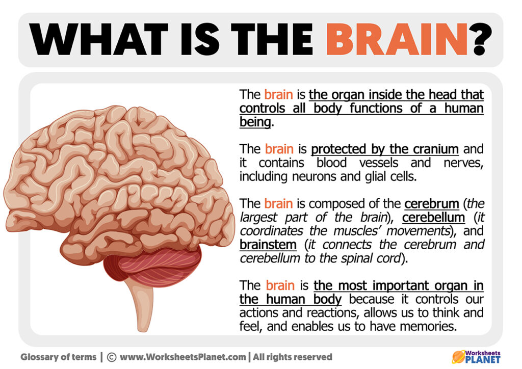 what-is-the-brain-definition-of-brain