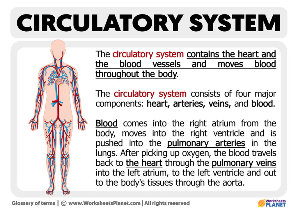 what-is-the-circulatory-system-definition