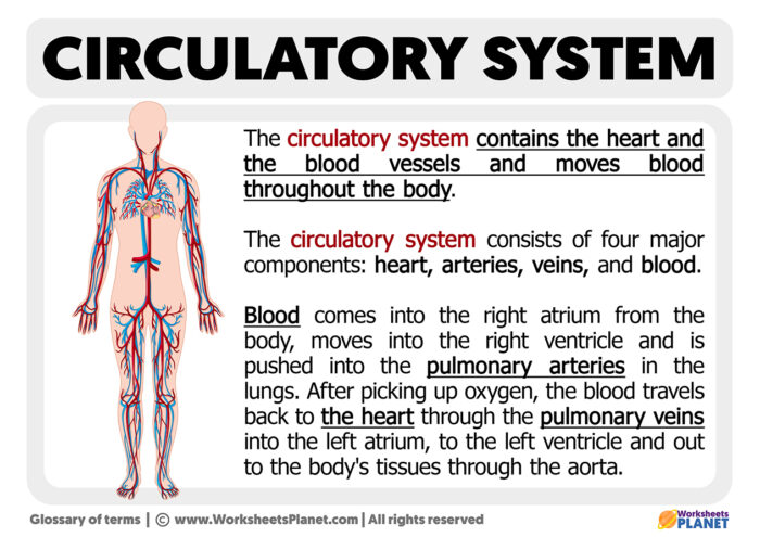 What is the Circulatory System | Definition