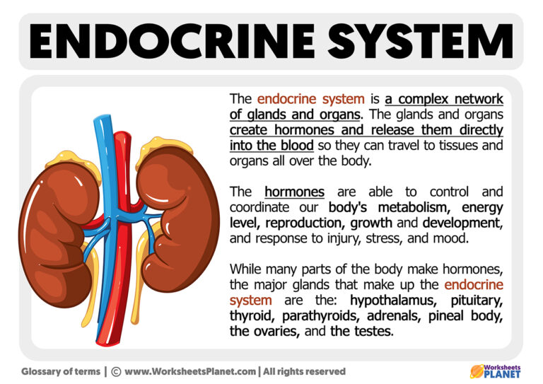 What is the Endocrine System | Definition