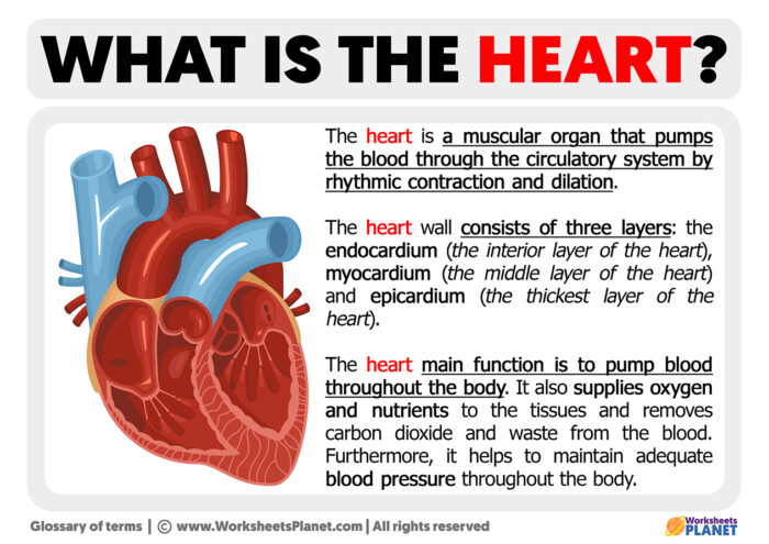 what-is-the-heart-definition-of-heart