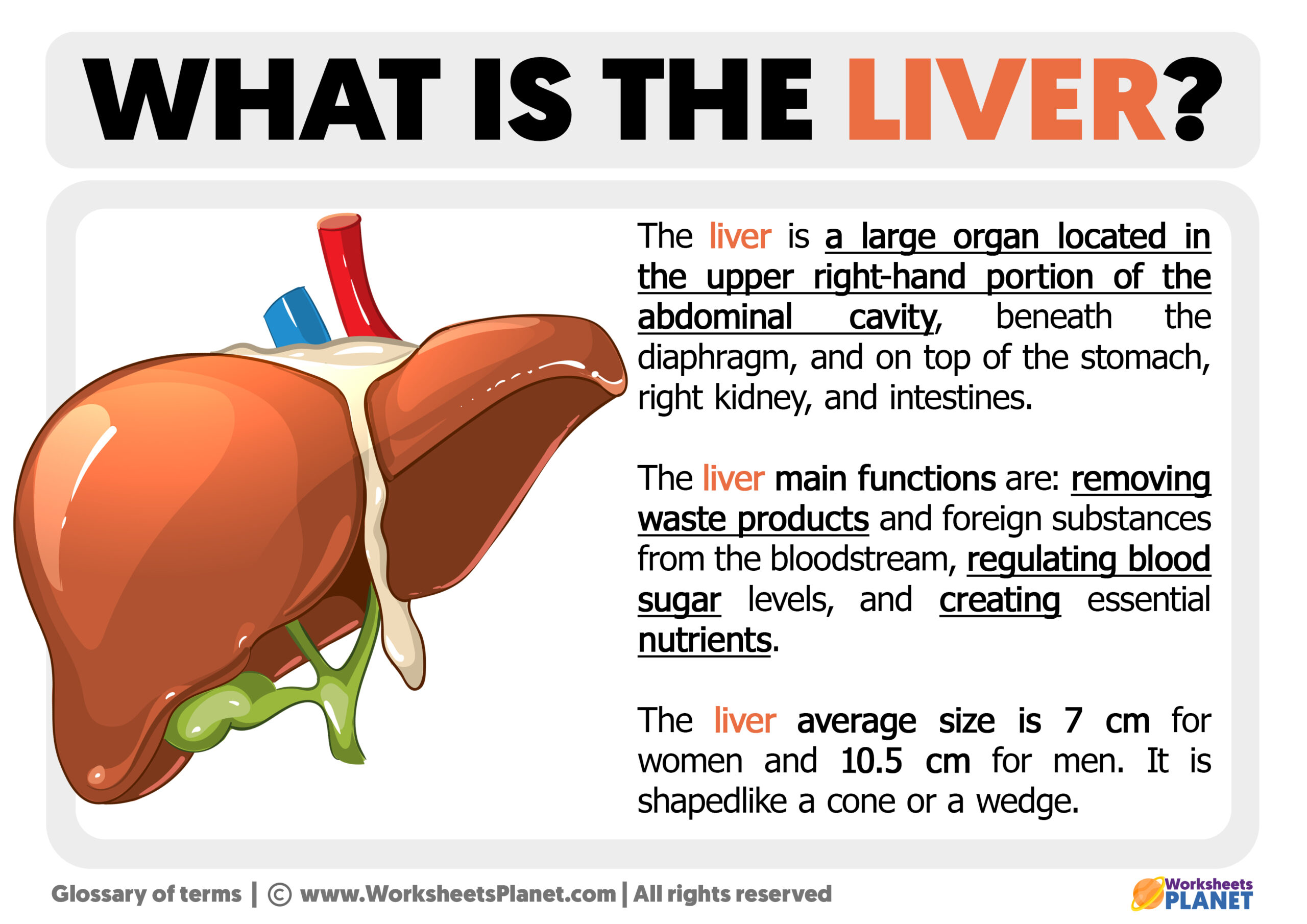 What Is The Liver Definition Of Liver