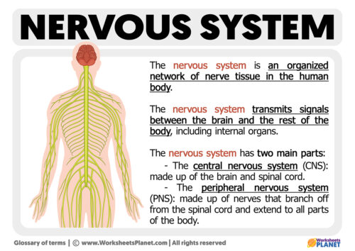 What is the Nervous system | Definition