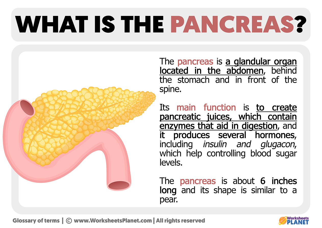 What Is The Pancreas